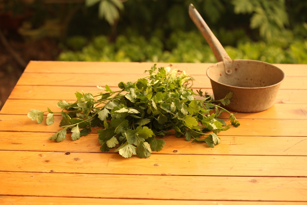 Best Tips for Growing Cilantro in Containers